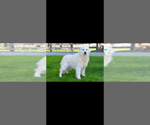 Medium Photo #1 English Cream Golden Retriever Puppy For Sale in MOUNTAIN HOME, AR, USA