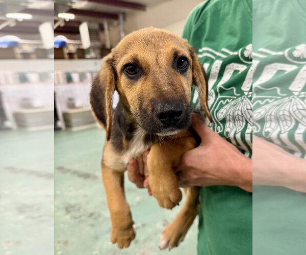 Medium Photo #4 Labbe Puppy For Sale in GILBERTS, IL, USA