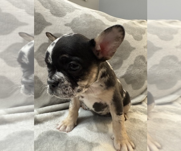 Medium Photo #18 French Bulldog Puppy For Sale in MIDDLEBURY, IN, USA