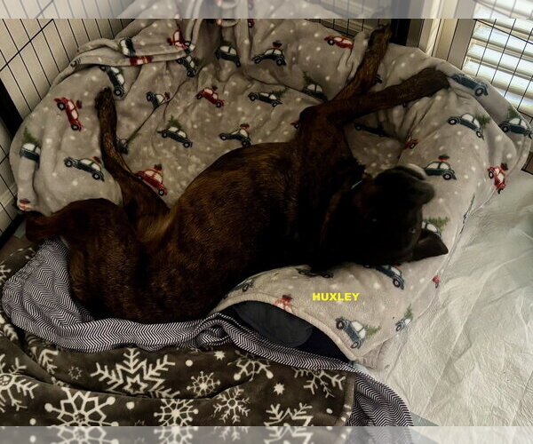 Medium Photo #1 Rottweiler-Unknown Mix Puppy For Sale in Woodland Hills, CA, USA