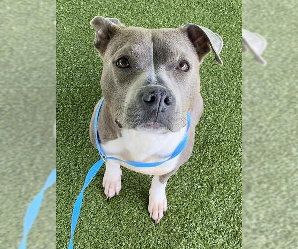 Medium Photo #1 Mutt Puppy For Sale in Fayetteville, NC, USA