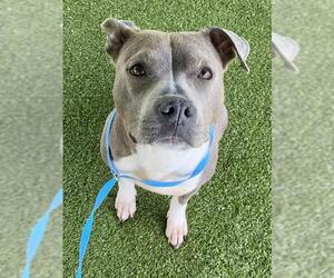 Mutt Dogs for adoption in Fayetteville, NC, USA