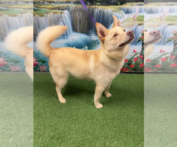 Medium Photo #1 Shiba Inu-Siberian Husky Mix Puppy For Sale in Euless, TX, USA