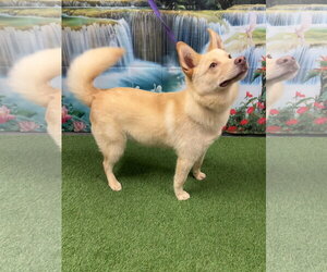 Shiba Inu-Siberian Husky Mix Dogs for adoption in Euless, TX, USA