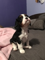 Cavalier King Charles Spaniel Puppy for sale in PARADISE, PA, USA