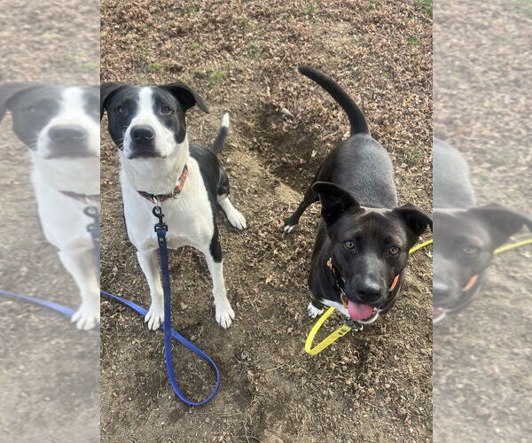 Medium Photo #8 Borador Puppy For Sale in Brewster, NY, USA