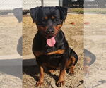Small #2 Rottweiler Mix