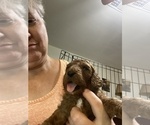 Small Photo #8 Poodle (Standard) Puppy For Sale in BARTLETT, TX, USA