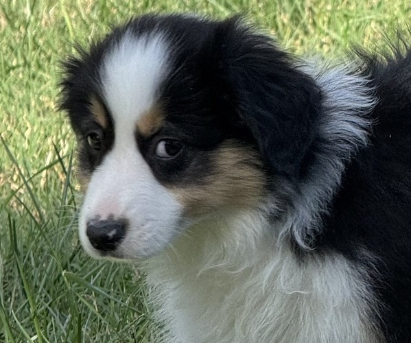 Medium Photo #5 Miniature American Shepherd Puppy For Sale in NOLENSVILLE, TN, USA