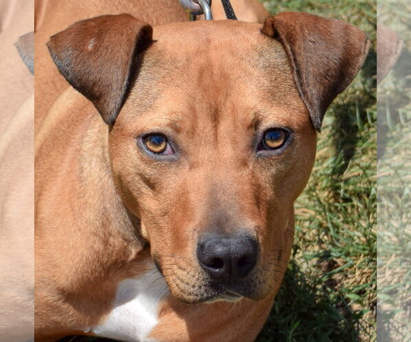 Medium Photo #1 American Staffordshire Terrier-Vizsla Mix Puppy For Sale in Huntley, IL, USA