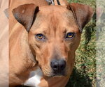 Small American Staffordshire Terrier-Vizsla Mix