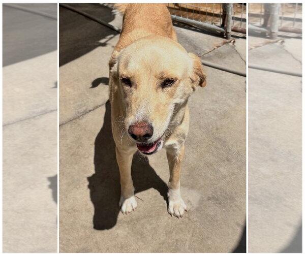 Medium Photo #3 Labrador Retriever Puppy For Sale in Yardley, PA, USA
