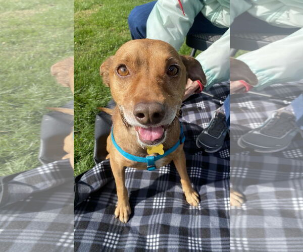 Medium Photo #1 Mutt Puppy For Sale in Davis, CA, USA