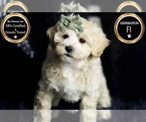 Medium Maltipoo