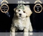 Puppy Skittles F1 Maltipoo