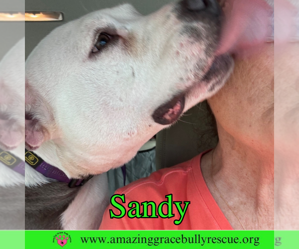 Medium Photo #3 American Pit Bull Terrier-Unknown Mix Puppy For Sale in Pensacola, FL, USA