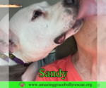 Small Photo #3 American Pit Bull Terrier-Unknown Mix Puppy For Sale in Pensacola, FL, USA