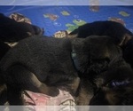 Puppy Blue boy German Shepherd Dog