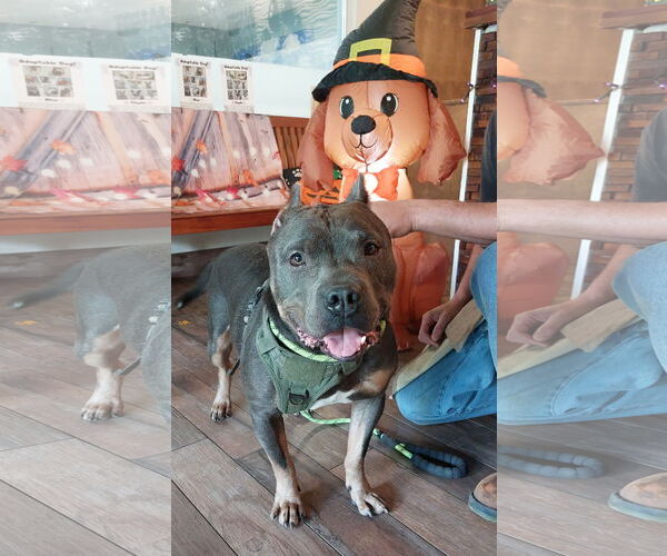 Medium Photo #2 American Pit Bull Terrier-Unknown Mix Puppy For Sale in Sanford, FL, USA