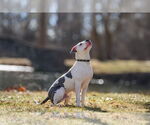 Small #16 American Pit Bull Terrier Mix