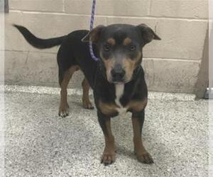 Labrador Retriever-Unknown Mix Dogs for adoption in Conroe, TX, USA