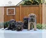 Small #1 Cane Corso