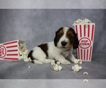 Small Photo #10 Dachshund Puppy For Sale in BRADFORD, TN, USA