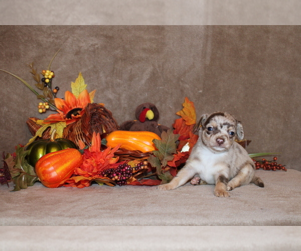 Medium Photo #4 Chihuahua Puppy For Sale in CHARLESTON, AR, USA