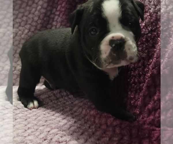 Medium Photo #4 Olde English Bulldogge Puppy For Sale in ATHOL, ID, USA