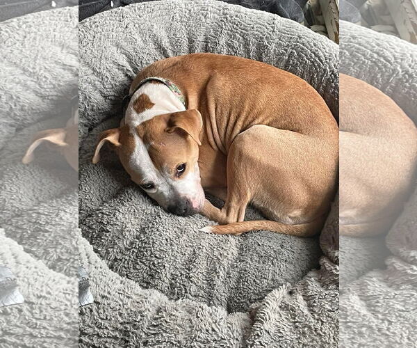 Medium Photo #15 American Pit Bull Terrier-Unknown Mix Puppy For Sale in Germantown, OH, USA