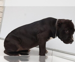 Small Photo #3 American Bully Puppy For Sale in LOCUST, NC, USA