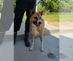Small #4 Carolina Dog Mix