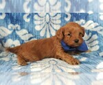 Small Photo #4 Cavapoo Puppy For Sale in LANCASTER, PA, USA
