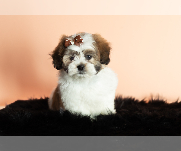 Medium Photo #4 Zuchon Puppy For Sale in WOLCOTTVILLE, IN, USA