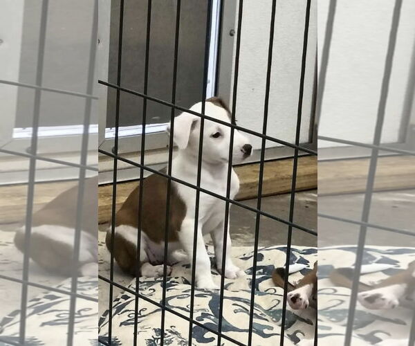 Medium Photo #1 Beagle-Unknown Mix Puppy For Sale in Stover, MO, USA