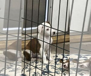 Beagle-Unknown Mix Dogs for adoption in Stover, MO, USA