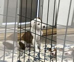 Small Beagle Mix