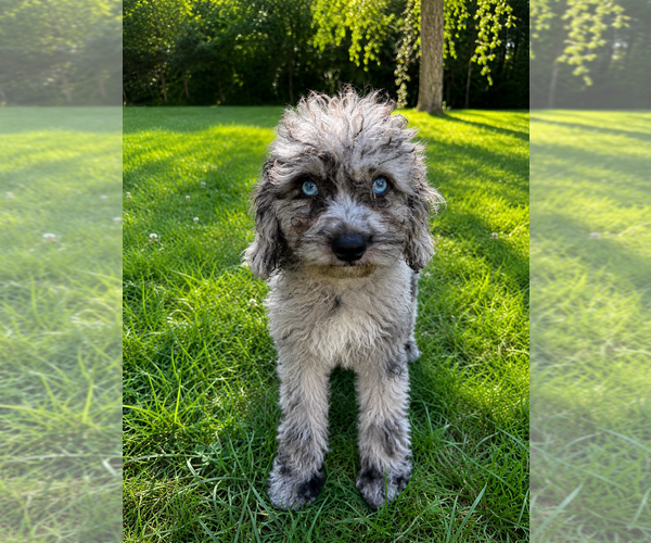 Medium Photo #17 Cavapoo (Miniature) Puppy For Sale in DURHAM, CT, USA