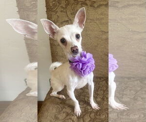 Chihuahua-Unknown Mix Dogs for adoption in Phoenix, AZ, USA
