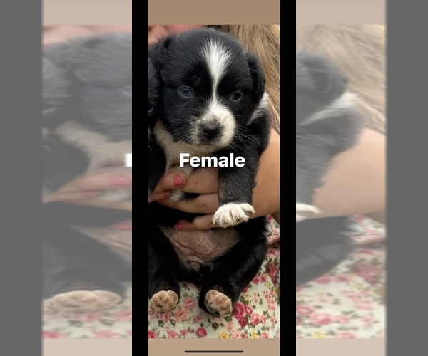 Medium Photo #4 Australian Shepherd Puppy For Sale in HUDDLESTON, VA, USA
