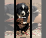Puppy Puppy 3 Australian Shepherd