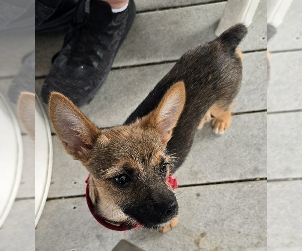 Medium Photo #2 Chorkie Puppy For Sale in BRICK, NJ, USA