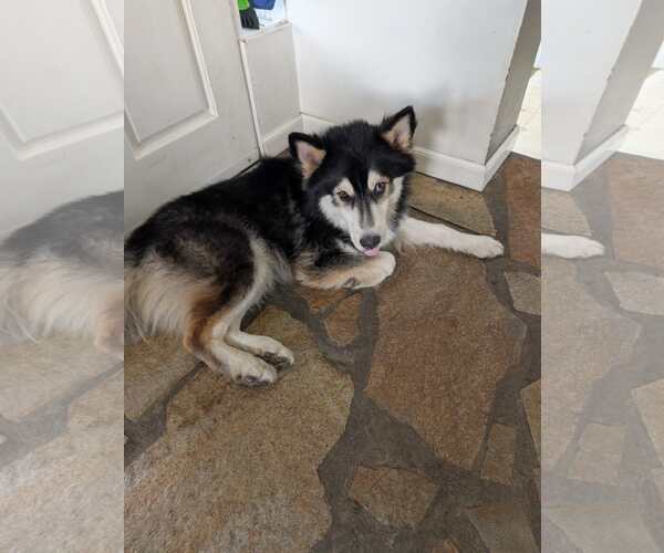 Medium Photo #4 Siberian Husky Puppy For Sale in Arlington, WA, USA