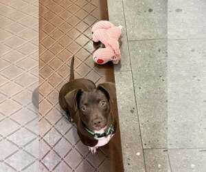 Pilot - Male Dachshund-Unknown Mix Dog for Adoption