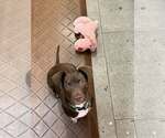 Pilot - Male Dachshund-Unknown Mix Dog for Adoption - Small photo