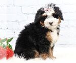 Small #3 Bernedoodle (Miniature)