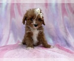Small #9 Cavapoo (Standard)
