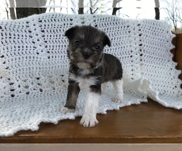 Medium Photo #6 Schnauzer (Miniature) Puppy For Sale in NIANGUA, MO, USA