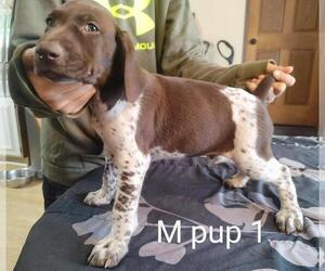 German Shorthaired Pointer Puppy for Sale in GLADSTONE, Illinois USA