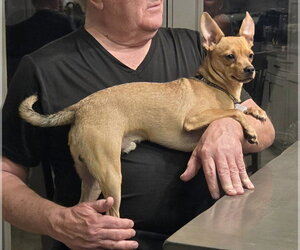 BUSTER - Male Chiweenie Dog for Adoption - Photo #4